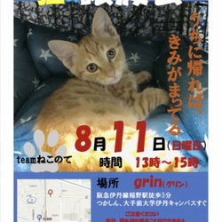猫の譲渡会