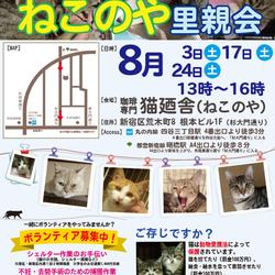 ８月３日(土)　四谷猫廼舎　里親会（ボランティア募集中）