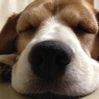 ブーケ