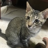 キジトラの元気な男の子の里親さんを募集中です！ サムネイル2