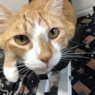 急募！茶トラ ２歳 オス 他サイト様にて