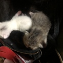 生後1週間ほどの子猫 二匹 急募！ 
