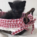 生後1か月　ひとなれ抜群　かわいい黒猫ぴっちです