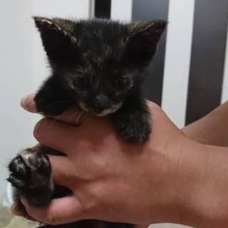 生後１ヶ月ぐらいのサビの姉妹です。