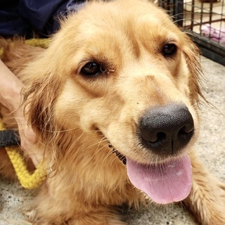 個体識別番号：W４９８　元気なゴールデン