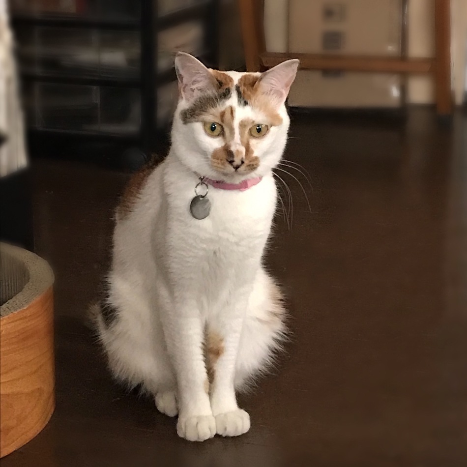マルコちゃんのカバー写真