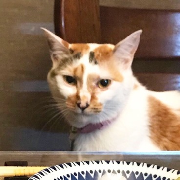 マルコちゃんの写真