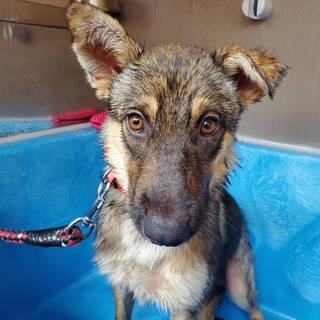 この子を助けてください。