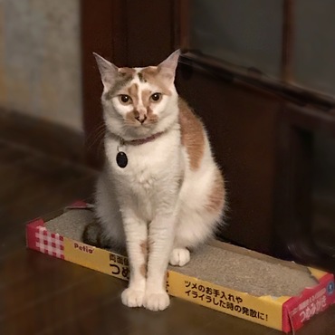 マルコちゃんの写真