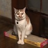 の写真