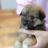 子犬ちゃんの家族を探しています サムネイル3