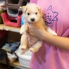 子犬ちゃんの家族を探しています サムネイル4