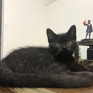 やんちゃな黒猫の女の子