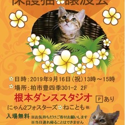 9/16（祝）猫カフェ風保護猫譲渡会 サムネイル1