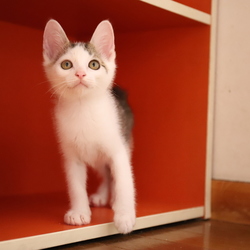 9/16（祝）猫カフェ風保護猫譲渡会 サムネイル2