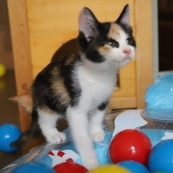 9/16（祝）猫カフェ風保護猫譲渡会 サムネイル3