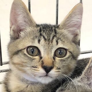 超かわいい★キジ柄好き必見！女の子ゆめちゃん