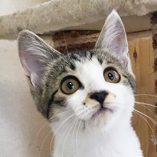 超人慣れゴロスリキジ白女子☆ウメコちゃん