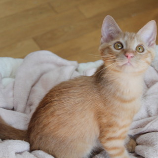 元気いっぱいおから君です