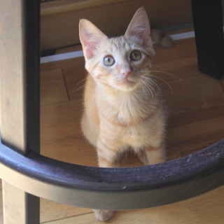 ビビりの男の子つき君です