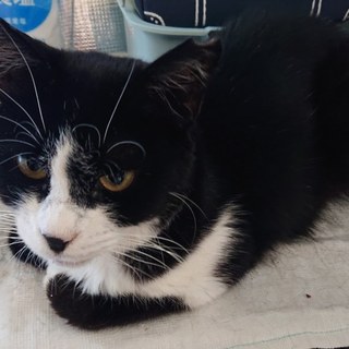 人間大好き猫嫌いなつゆちゃん