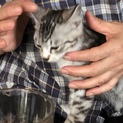 《里親さん決定しました！》子猫の里親さん募集