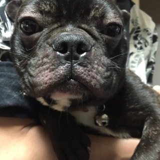 黒いフレンチブルドッグです。
