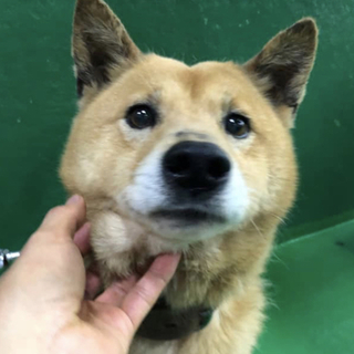 里親様決定しました✨✨ありがとうございます