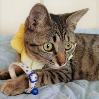 8/11水道橋★トラピーくん★おっとり男子