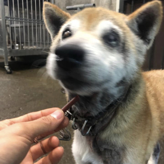 里親様決定しました✨✨ありがとうございます