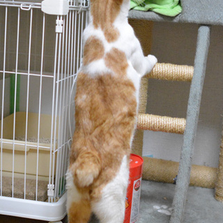 福島っ子カリュウ