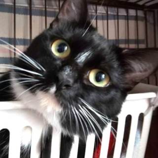 【黒白 約7～8ヶ月オス】論