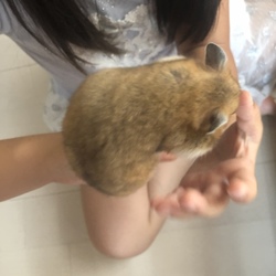 我が家のハムさん 