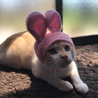 とらた