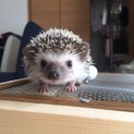 ハリネズミ