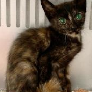 譲渡されました。