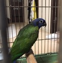 アケボノインコ里親募集