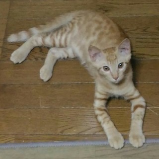 甘えたいんだけど・・・