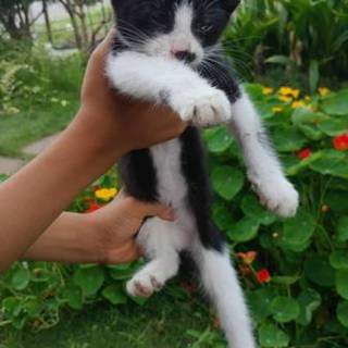 生後1ヶ月～2ヶ月の仔猫　