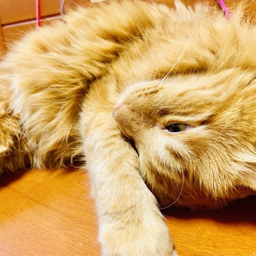 我の辞書に警戒の文字なし