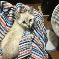 おから