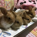 うさぎの子供4匹の里親様募集