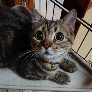 スコティッシュフォールド 一歳♂