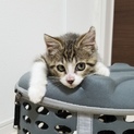 タイガーマスクみたいな猫　2ヶ月半　キジシロのメス