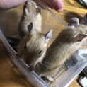 自宅で産まれたサンドデグーの里親様募集です。