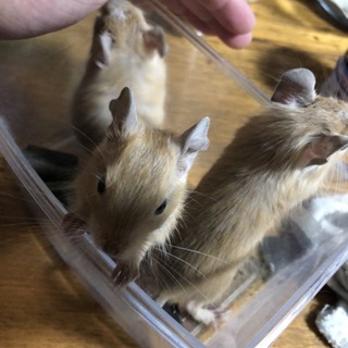 自宅で産まれたサンドデグーの里親様募集です。