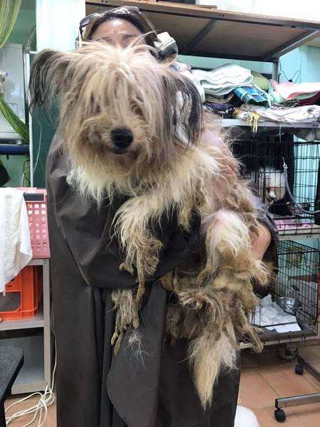 ガス室直前のボロ雑巾だっ Rescue Pawのペットログ ペットのおうち 月間利用者150万人