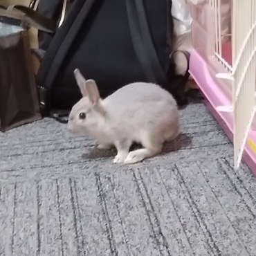 ゲージから出てくるようになりました！