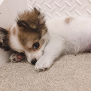 暖かい家族が決まりました！ありがとうございました。