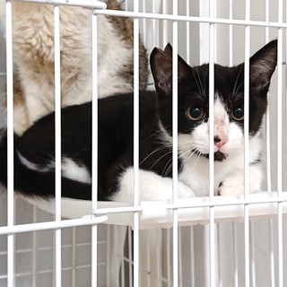 可愛いはちわれちゃん♪